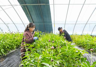 乌兰察布：科技赋能添动力 反季芍药绽新姿