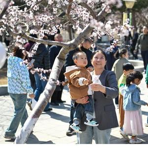 呼和浩特市桃花进入观赏佳期