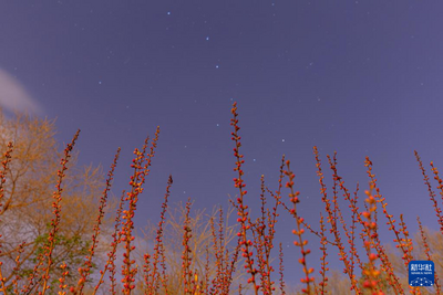 詩意中國丨靄靄花出霧，輝輝星映川