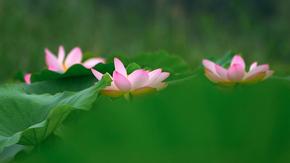 安徽池州：芙蓉出水似畫卷
