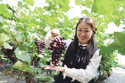 采摘園“甜蜜”上市