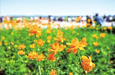 盛夏金蓮川