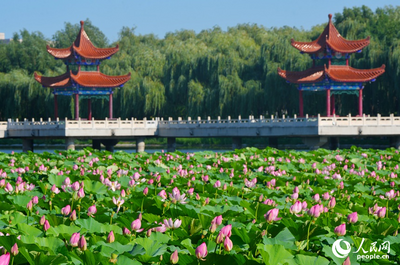 吉林長(zhǎng)春：盛夏荷風(fēng)十里香
