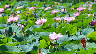 內(nèi)蒙古赤峰：一池荷花開 半夏清涼來