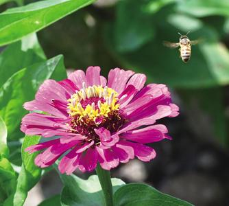 繁花織錦芳滿園