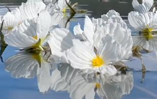 麗江瀘沽湖海菜花開成海