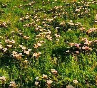 ?西烏珠穆沁的芍藥花海