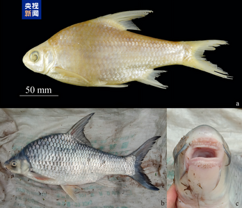 中國新記錄魚類+5 云南西雙版納瀾滄江流域有新發(fā)現(xiàn)