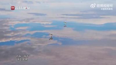 青海茶卡鹽湖上演鳥之舞