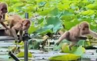 看著都爽！云南普者黑景區(qū)獼猴列隊(duì)跳水 “清涼感”拉滿