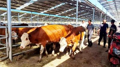 “西繁東育”推動(dòng)肉牛產(chǎn)業(yè)“犇”赴新未來