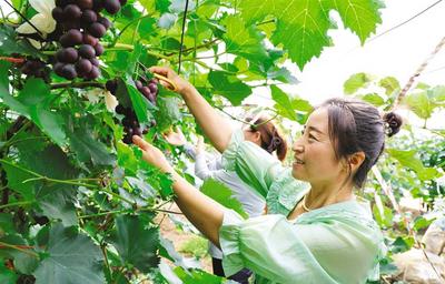 農(nóng)旅融合促振興
