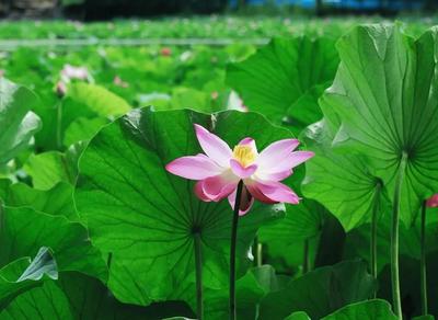 呼和浩特市：美翻了！青城公園的荷花宛如畫！