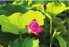 錫林湖畔蓮花綻放