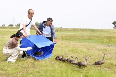 集寧區(qū)：放飛！13只野生候鳥重返藍(lán)天