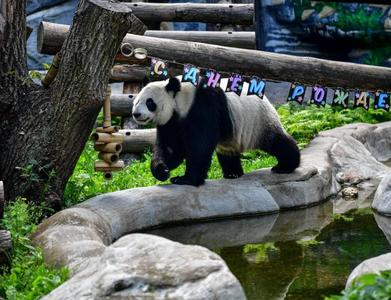 “丁丁”“如意”慶生　莫斯科動物園開啟“熊貓周”