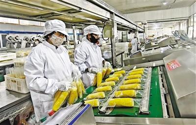 呼倫貝爾：967畝玉米搶“鮮”上市