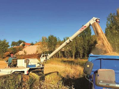 老哈河畔稻香浓