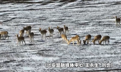黃羊從“過客”變“常住民”