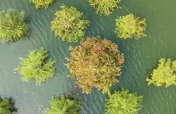 超治愈視角！水杉林開啟漸變色模式