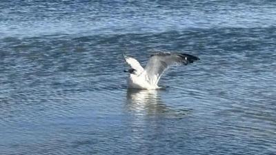 守護(hù)銀鷗南遷路！二連浩特市救助并放飛一只西伯利亞銀鷗