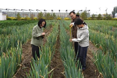 本土種植“蔥”向新高