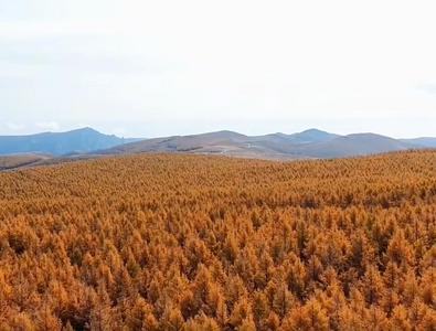 沉浸式賞秋！哈達(dá)門(mén)的秋日限定美景