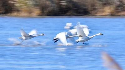 科爾沁濕地現(xiàn) “天鵝舞會(huì)”！鏡頭里的生態(tài)浪漫