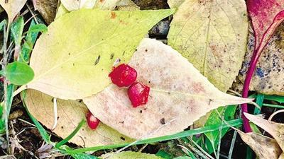 秋染青城 草木皆畫(huà)