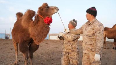 守土戍邊！馬鬃山蘇木83峰軍駝走上新崗位