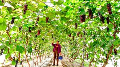 看，通辽一片好“丰”景~