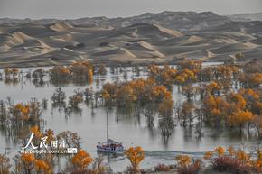 新疆尉犁：大漠胡楊醉游人
