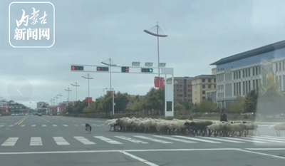 領(lǐng)著羊群從斑馬線過馬路