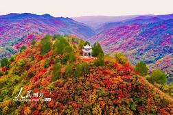 山西平陆：中条山红叶迎来最佳观赏期