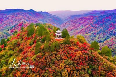 山西平陸：中條山紅葉迎來(lái)最佳觀賞期