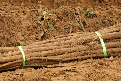 麻黃套村：千畝牛蒡喜獲豐收，“黃金根”鋪就富民路