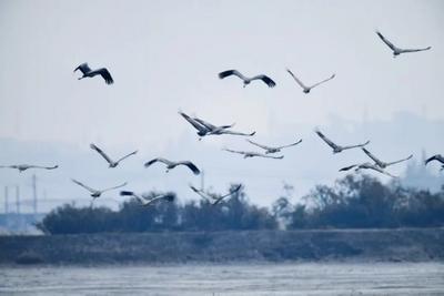 限定浪漫！烏海年度“候鳥大片”暖心上映！