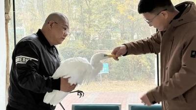 一只國(guó)家一級(jí)保護(hù)動(dòng)物黃嘴白鷺在二連浩特市獲救