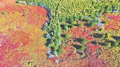 北疆大地綠更濃 | “兩山”理念20年⑩