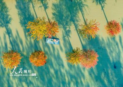 江蘇泗洪：湖光杉影入畫來