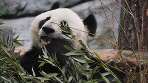 旅俄大熊貓的幸福生活