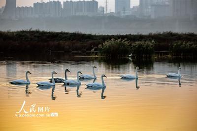 山西運(yùn)城：首批越冬天鵝飛抵鹽湖“安家”