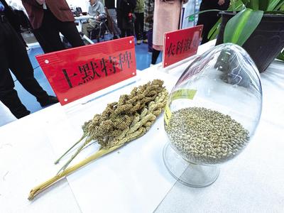 科技助力 农牧产业“硕果累累”