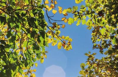 五彩斑斓惹人醉 青城秋色入画来