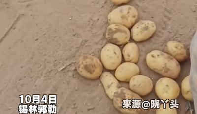 河北游客在內(nèi)蒙古旅游“撿漏”挖土豆