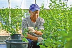 大漠腹地蓝莓鲜