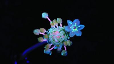 延時攝影看紫外線下天鵝絨綻放