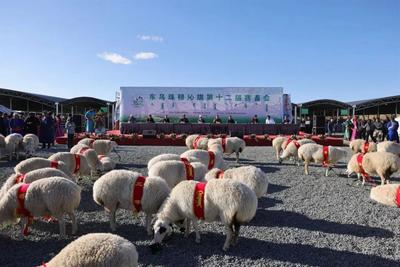 良種競(jìng)逐 科技賦能！烏珠穆沁羊優(yōu)質(zhì)優(yōu)價(jià)“闖出圈”