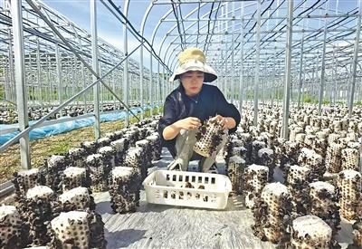 小菌菇撐起“致富傘”