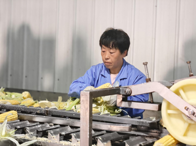 突泉“牧田娃娃”帶動(dòng)80名婦女一起賣火了鮮食玉米